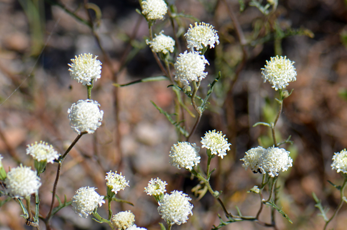 Pebble Pincushion has attractive flowers in spring and summer when plants are in full bloom. Chaenactis carphoclinia var. carphoclinia 